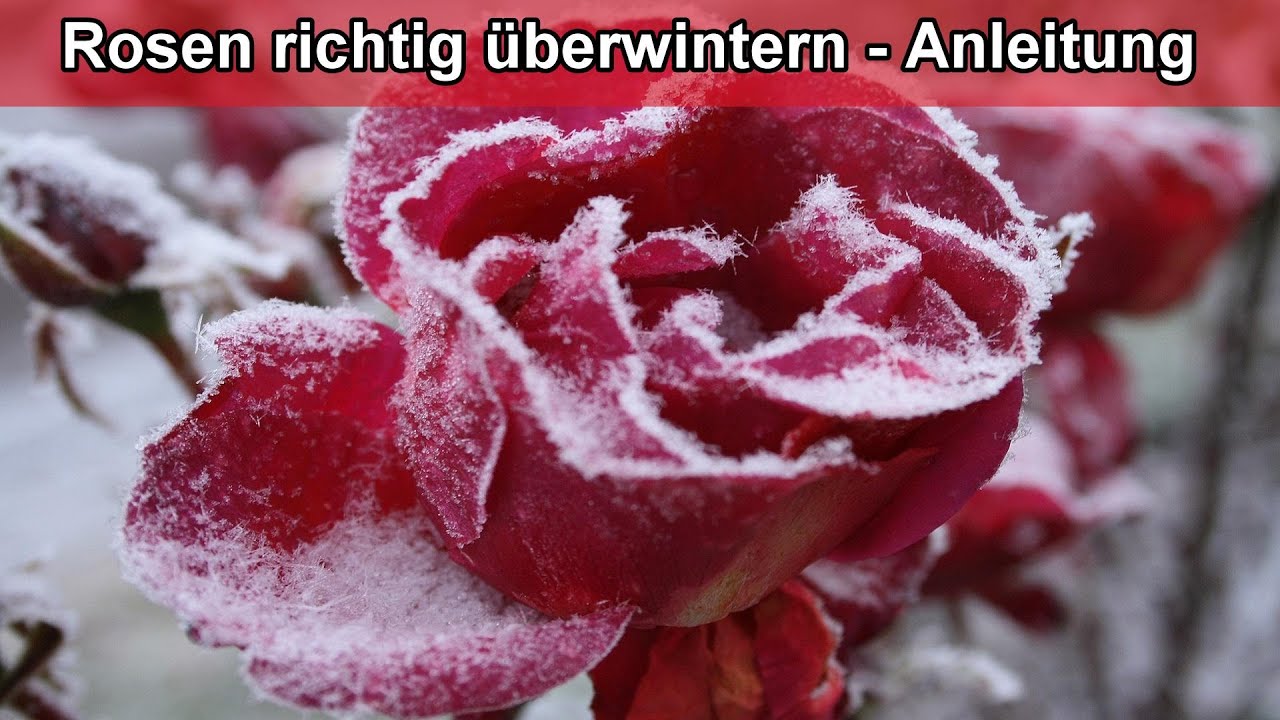 Rosen überwintern & winterfest machen –Rosen für den Winter vorbereiten  Anleitung Zeitpunkt Wann Wie - YouTube