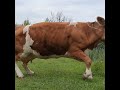 Kravica croatia cow