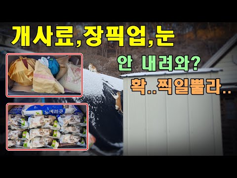 [귀촌귀농]  점박이들,눈길 장픽업,개사료 존~비싸네