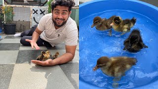 New baby ducks leke aaye