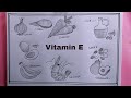 How to draw source of vitamin e foodvitamin e food drawing