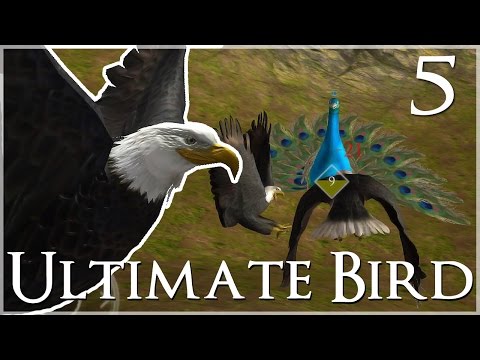 Pestering the Peacock Queen!! 🐦 Ultimate Bird Simulator - Episode #5