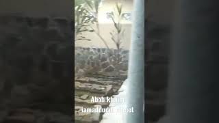 Download Lagu abah kh.iim imaddudin cilejet MP3