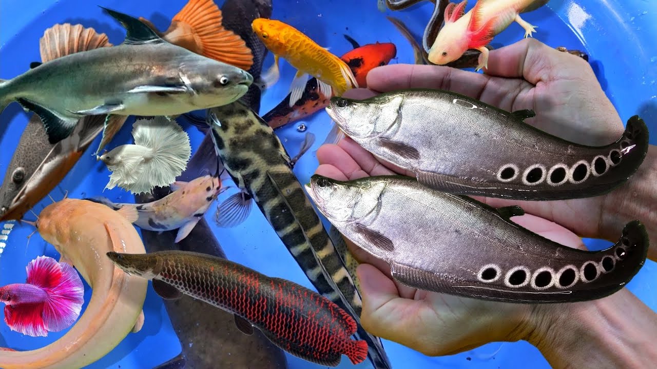 Bắt cá koi lớn, cá chim, cá trê, cá lóc, cá vàng, cá cảnh, cá nước ngọt