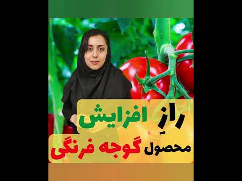 راز افزایش محصول گوجه فرنگی