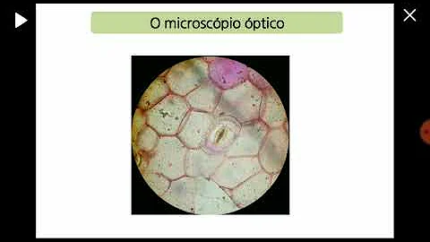 Porque Hooke chamou de célula?