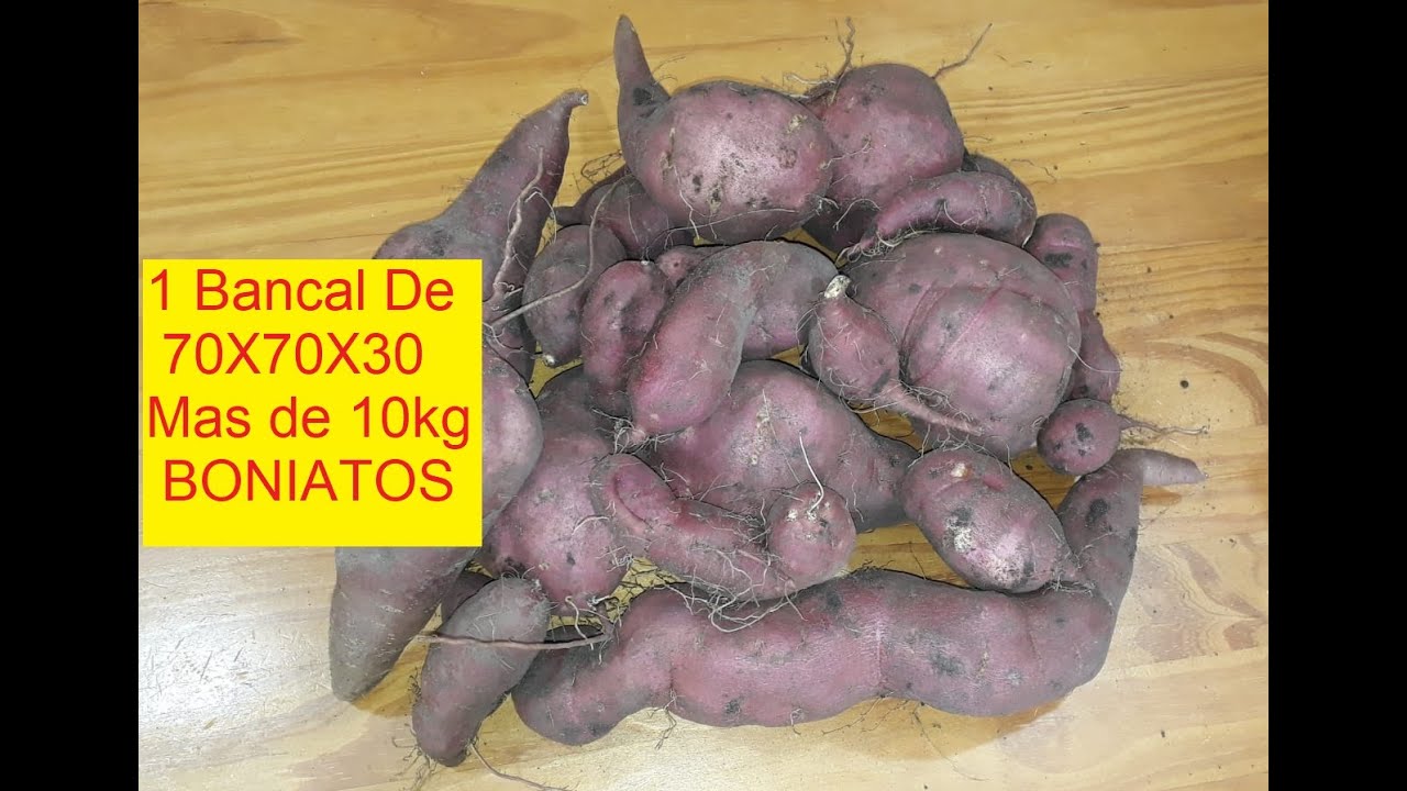 COSECHA DE BATATA O BONIATO EN BANCALES