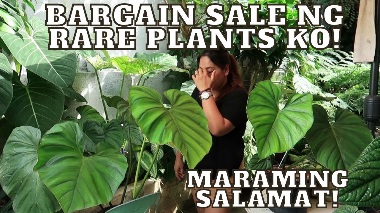 TROPICAL HOMEGARDEN VLOG UPDATE 65 RARE PLANTS BARGAIN SALE SOBRANG
