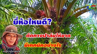 #ยี่ห้อไหนดี ตัดทางปาล์มให้ขาดมีเทคนิคอย่างไร?