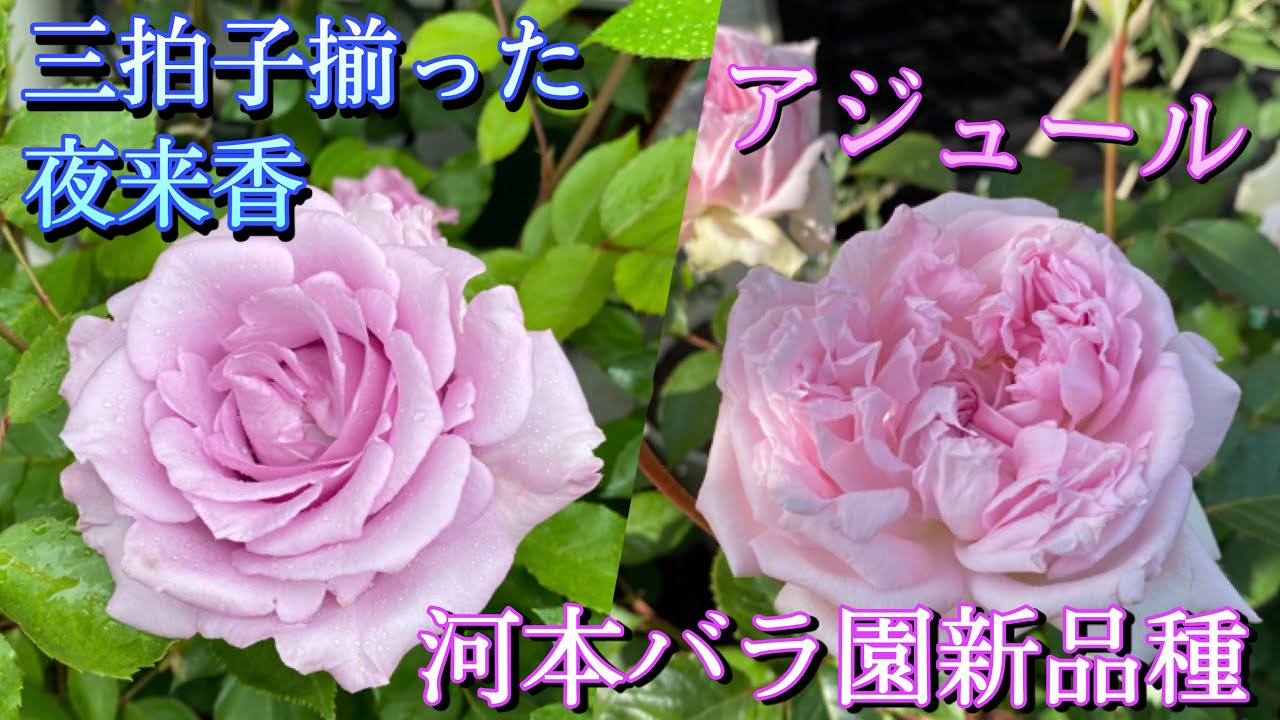 薔薇　3号 Variety Introduction] The perfect night lily 🌹 Kawamoto Rose