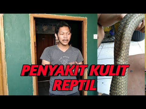 Video: Infeksi Cacing Spirurid Pada Reptil