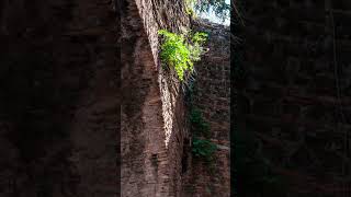 Download Lagu Where Capers grow MP3