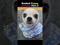 Ranked Funny Animals Part 3