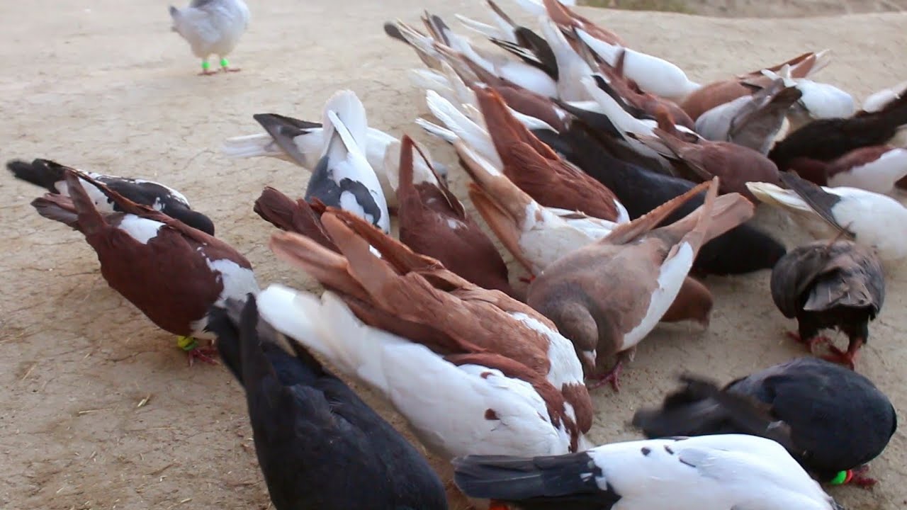 چگونه میتوانیم یک خیل پرشی جور کنیم/ کفتر های خود خبیر جان