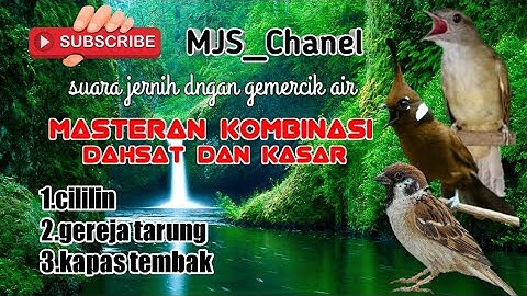 "masteran suara burung kombinasi cililin,brung gereja dan kapas tembak"