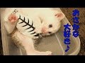 お魚のおもちゃと戯れる子猫　～豆大福10話目～