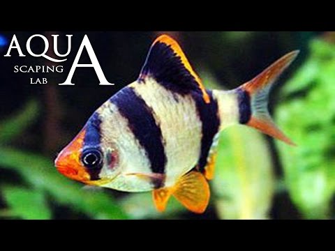 Aquascaping Lab - Barbus Tetrazona Puntigrus Tiger barb description / barbo tigre info