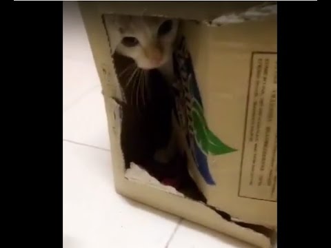 Cat answers door - YouTube