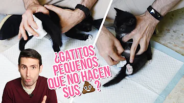 ¿Los gatitos de 1 día hacen caca?