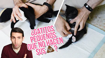 ¿Cuánto tiempo pueden aguantar los gatitos haciendo caca?