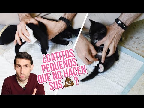 Video: Que Hacer Si El Gatito No Va Al Baño A Lo Grande