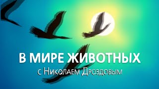 Николай Дроздов о кобрах и гадюках.  В мире животных. Эфир 1982 год.