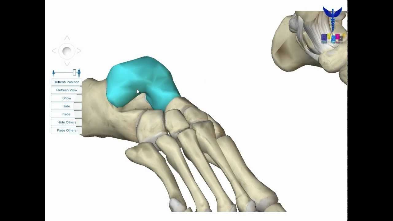 PROMED ostéologie le talus YouTube
