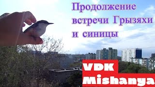 Кошка Пушинка младшая и птичка, продолжение... Кошка Пушинка младшая и птичка, продолжение...
