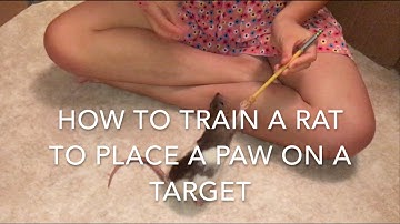How to Train a Rat to Place a Paw on a Target