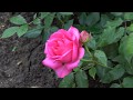Сравниваем розы из Подворья и из питомника Русроза. Как они приживаются и растут в дальнейшем