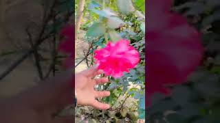 Download Lagu Subahana Allah #music #arabic #топ #love #automobile MP3