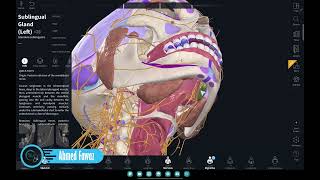 تشريح الغدة تحت الفك السفلي والغدة تحت اللسان
