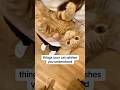 things your cat wishes you understood #cat #cattips #petcare #petlovers #sponsored