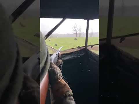 صيد ديك الرومي 