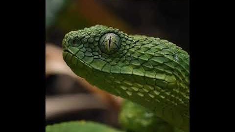 Did you know that ophiophobia (fear of snakes) is one of the most common phobias in adult humans?
