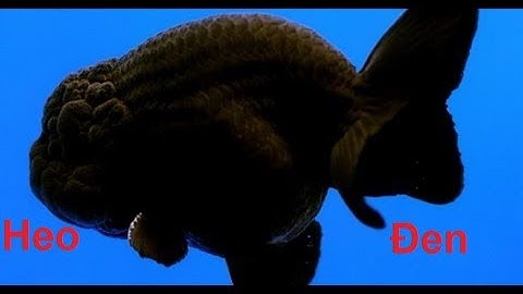 Cá Ranchu Đen - Heo Đen dễ thương, dễ nuôi (VietSub)