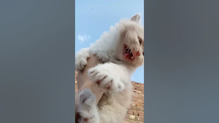 Watch the video about Cutest fluffy kitten meow | #persian #cats #animals