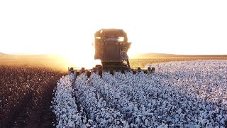 2023 Cotton Harvest #4 by Albert Krahn 18,382 views 1 month ago 5 minutes, 59 seconds