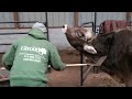 Rescue cow loves to get his back scratched by a rake