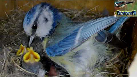 Où dorment les mésanges bleues ?