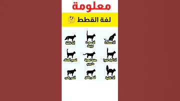 عجائب و غرائب الحيوانات لغة القطط ثقافة عامة معلومات 