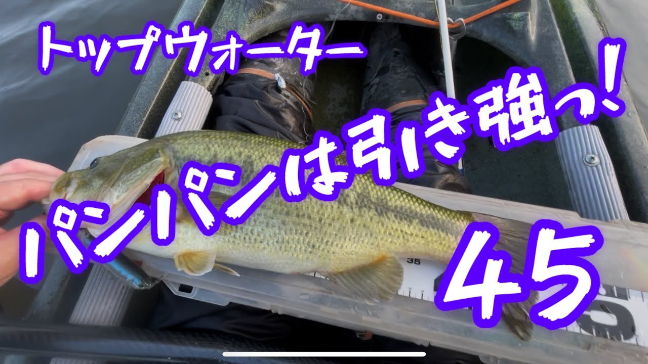#トップウォーター #カヤックフィッシング #バス釣り #デカバス #fishing #bassfishing #ホッツィートッツィー #サミー #ザウルス