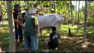 Story Wa Lucu Sapi Ngamuk Versi Seng Tak Sayang