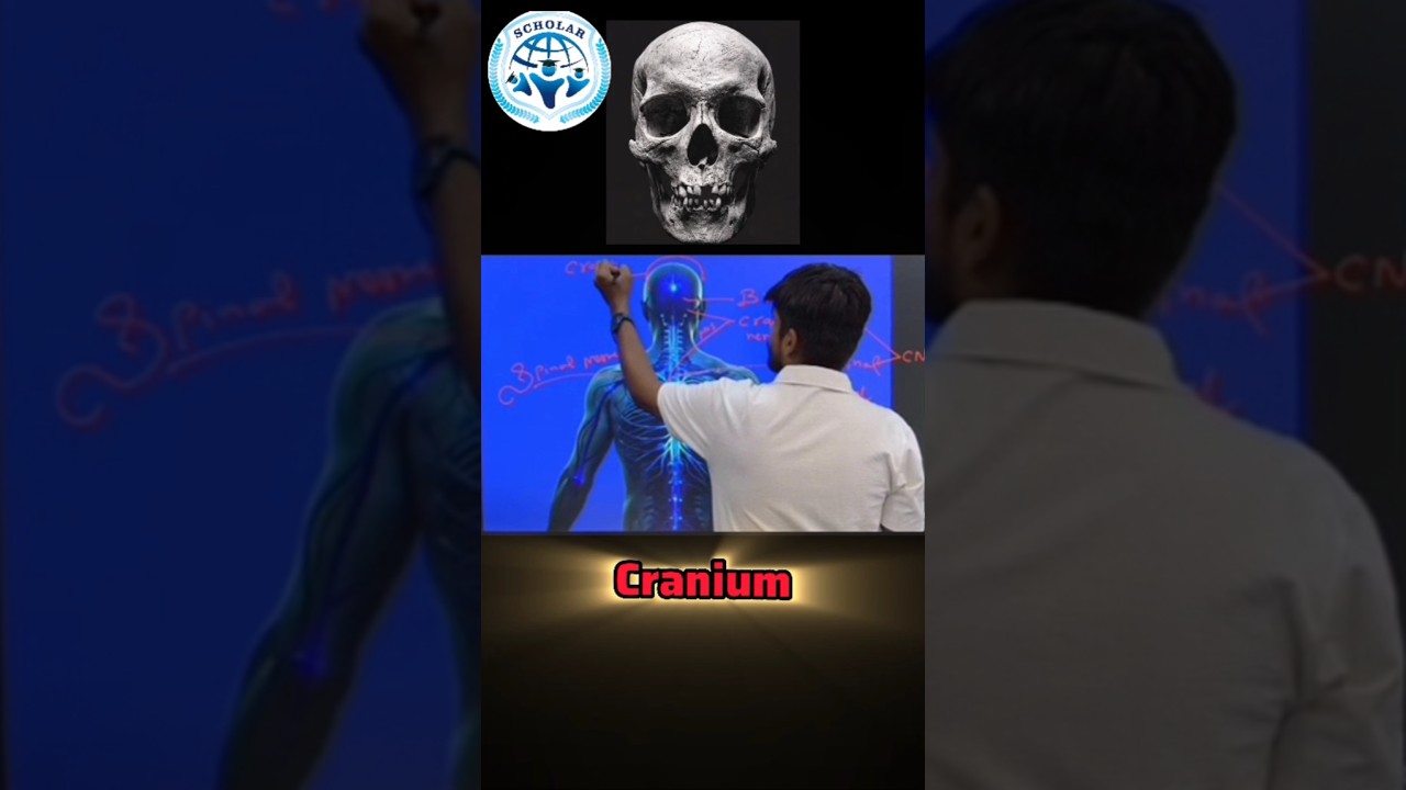 Control and Coordination, Brain-The Master | Class 10th Science | 