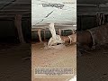 건축 시공 기술: 천장 표면 섬유 코팅 및 수직 지지체 형성 #worker #process #architecture #engineering #technique
