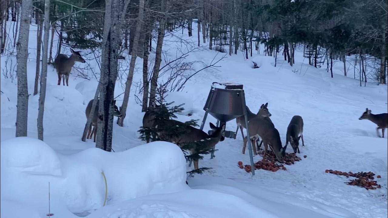 Pittsburg NH Deer YouTube