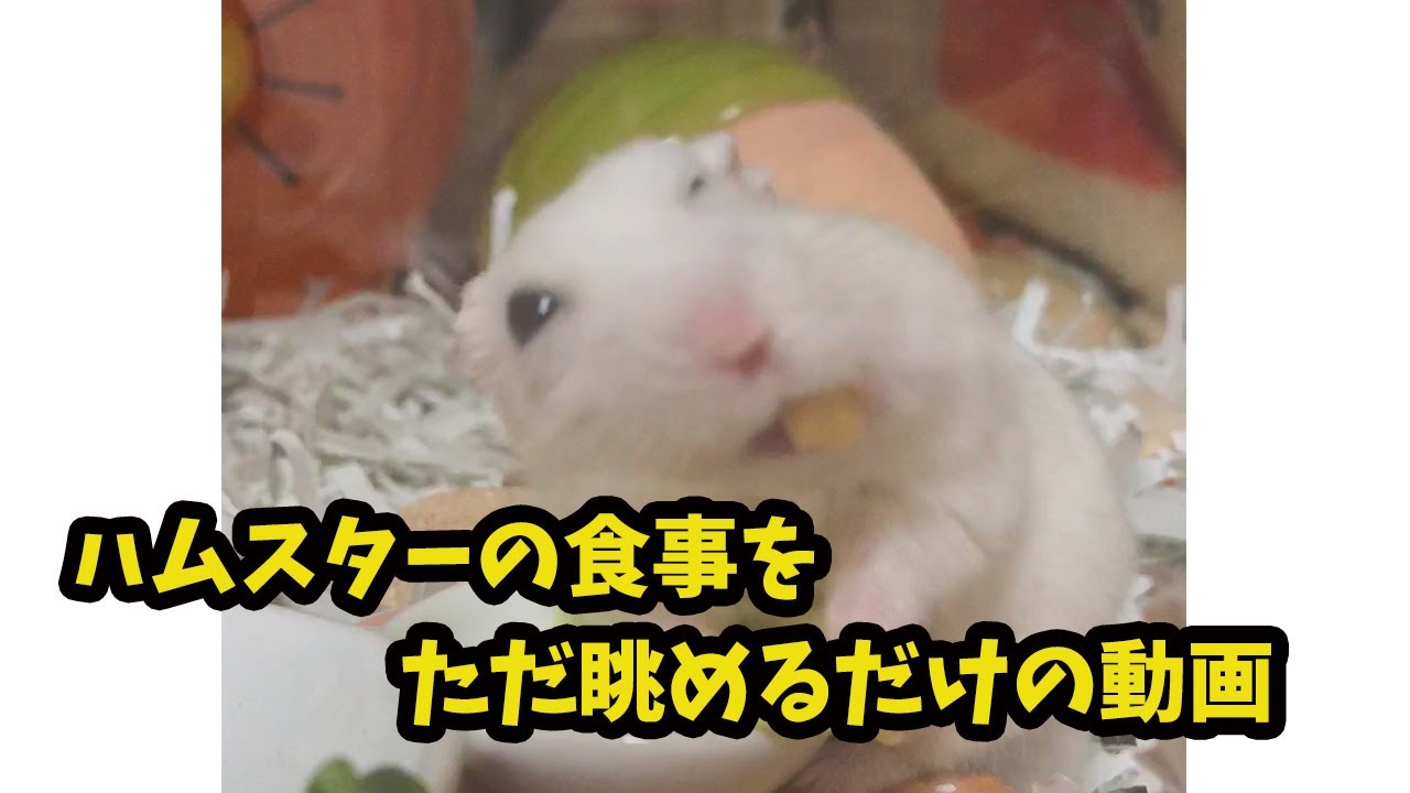 ハムスターって存在が可愛いのに食べているだけでも可愛い The Hamster Is Cute Just To Eat Though Existence Is Cute Youtube