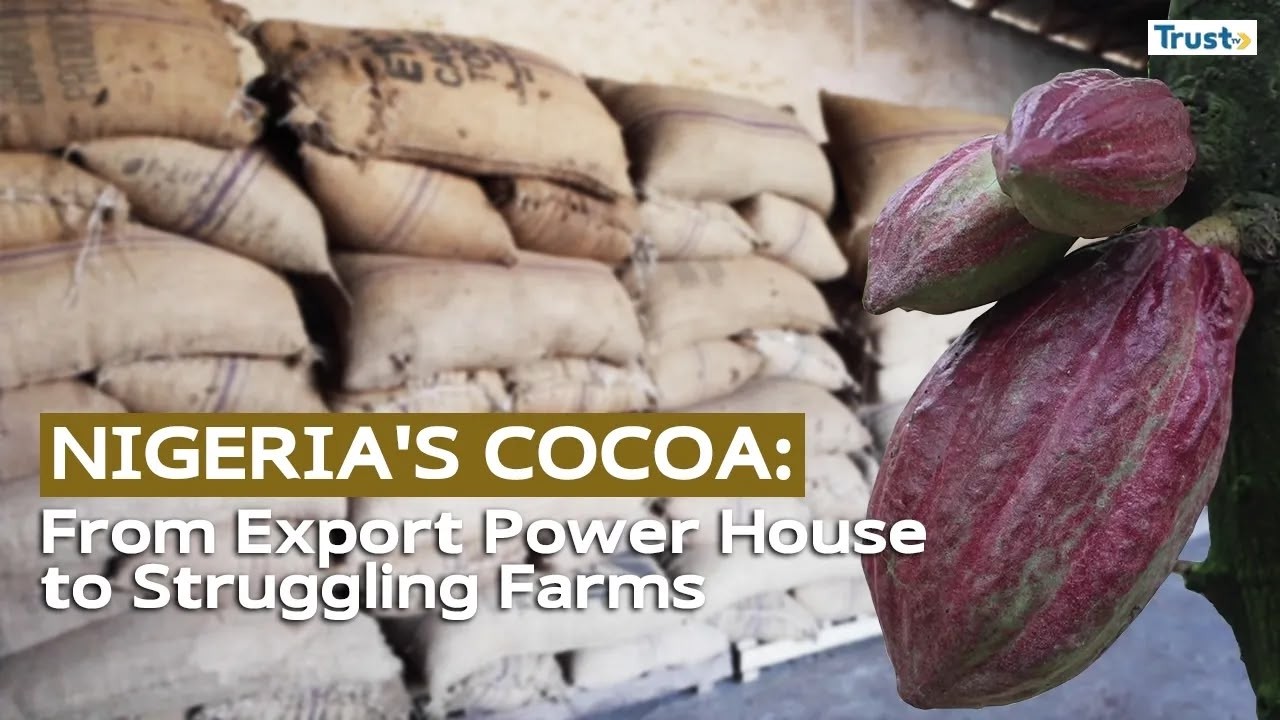 Still from DOCUMENTARY: Nigeria's Cocoa; From Export Powerhouse to Struggling Farms
