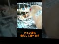 スズメさん vs ポッポさん 『破られた均衡』