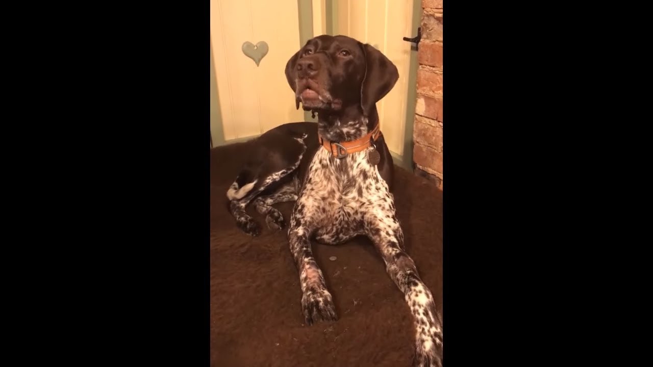 videos for cats Dog lip syncs Happy Birthday song to her owner